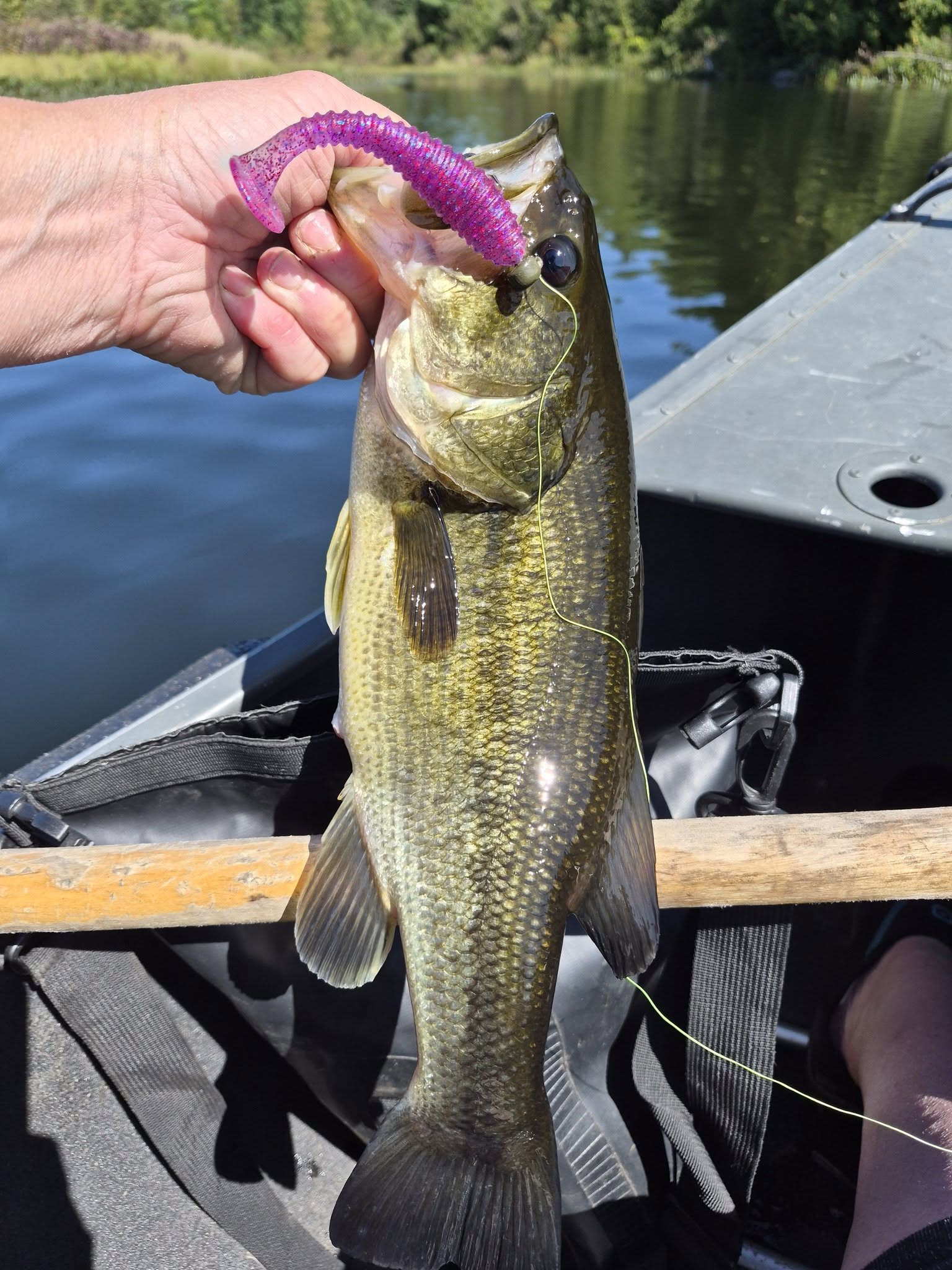 CheddarBaits catch and bait photo